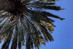 PALM