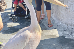 legendary pelican, the island is also called the island of pelicans